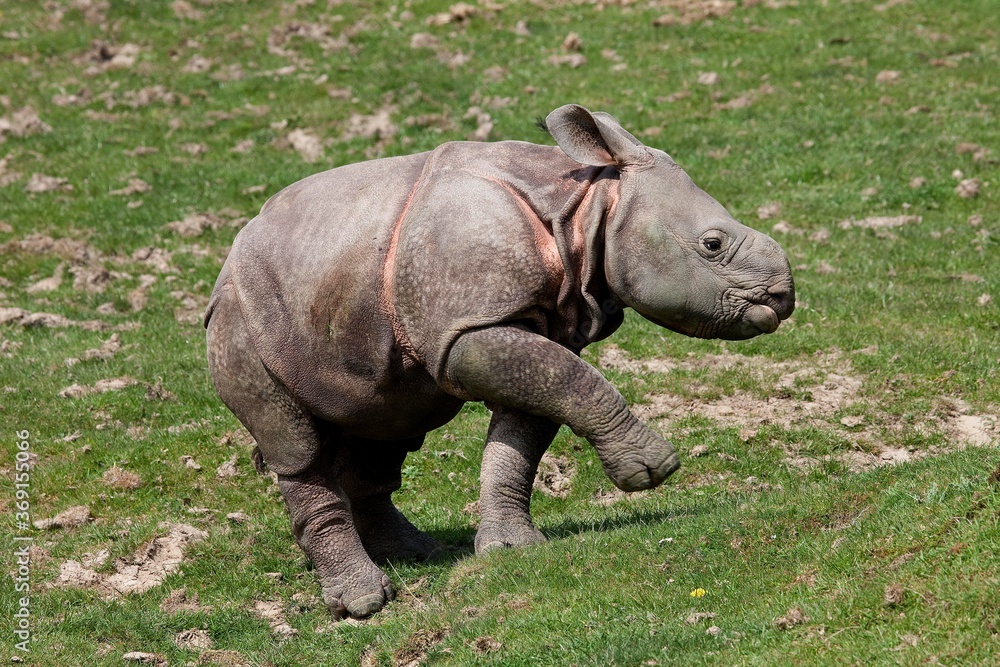 Indian Rhinoceros, rhinoceros unicornis, Calf Indian Rhinoceros, rhinoceros unicornis, Calf