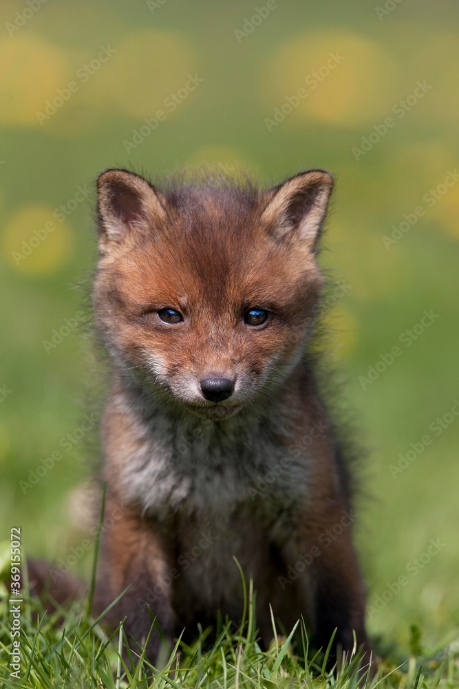Obraz premium Red Fox, vulpes vulpes, Cub standing on Grass, Normandy