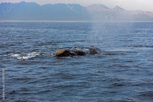 SOUTHERN RIGHT WHALE eubalaena australis NEAR HERMANUS IN SOUTH AFRICA