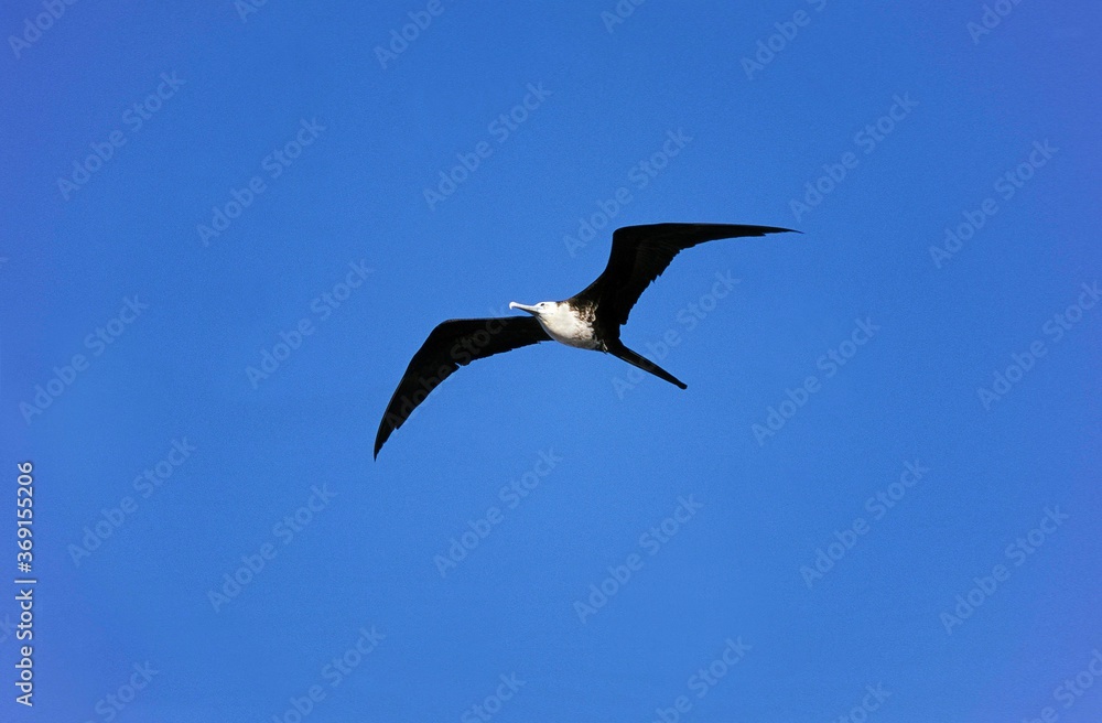 Fototapeta premium MAGNIFICENT FRIGATEBIRD fregata magnificens, JUVENILE FEMALE IN FLIGHT, MEXICO