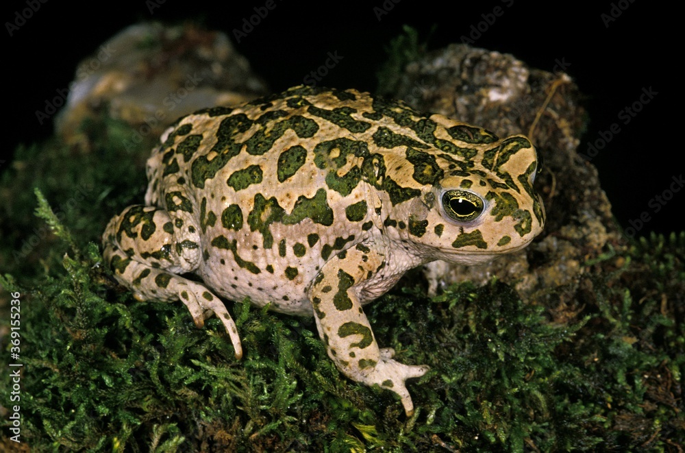 Fototapeta premium GREEN TOAD bufo viridis