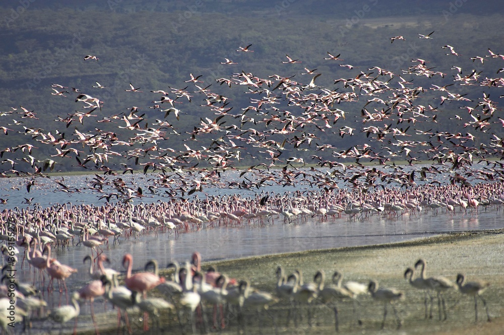 Fototapeta premium LESSER FLAMINGO phoenicopterus minor, COLONY AT NAKURU LAKE, KENYA