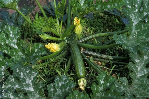 LONG COURGETTE OR ZUCCHINI