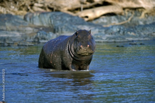 HIPPOPOTAMUS hippopotamus amphibius, ADULT STANDING IN MARA RIVER, MASAI MARA PARK, KENYA