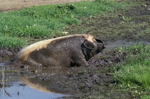 PIG HAVING MUD BATH