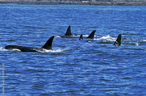 KILLER WHALE orcinus orca, GROUP NEAR ORCA ISLAND