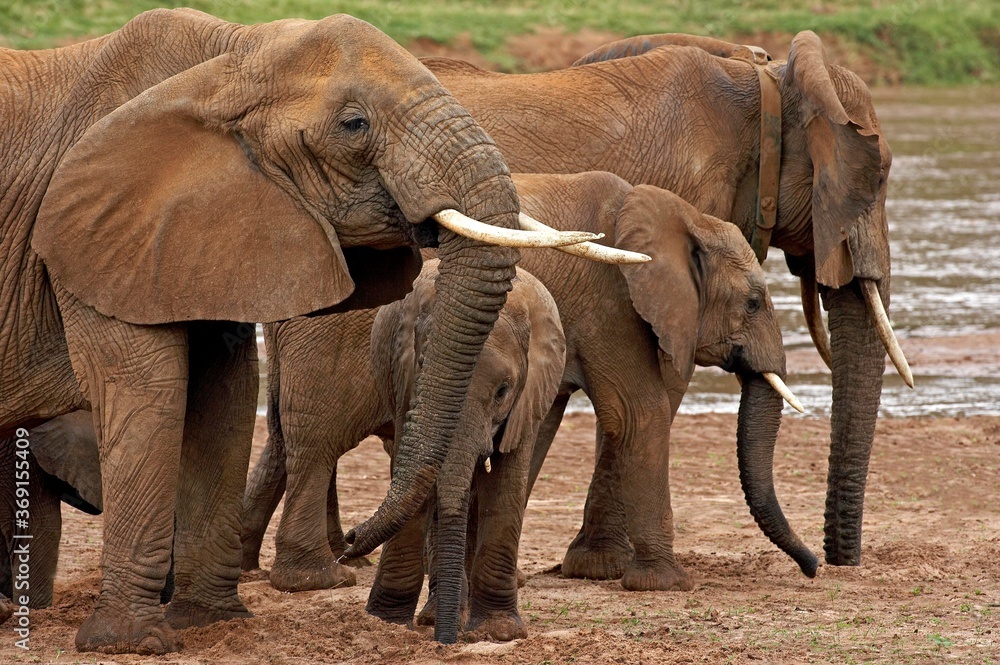 Fototapeta premium AFRICAN ELEPHANT loxodonta africana, MASAI MARA PARK IN KENYA