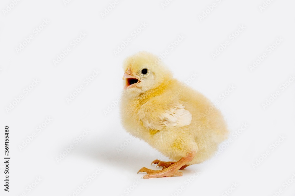 CHICK CALLING OUT AGAINST WHITE BACKGROUND CHICK CALLING OUT AGAINST WHITE BACKGROUND