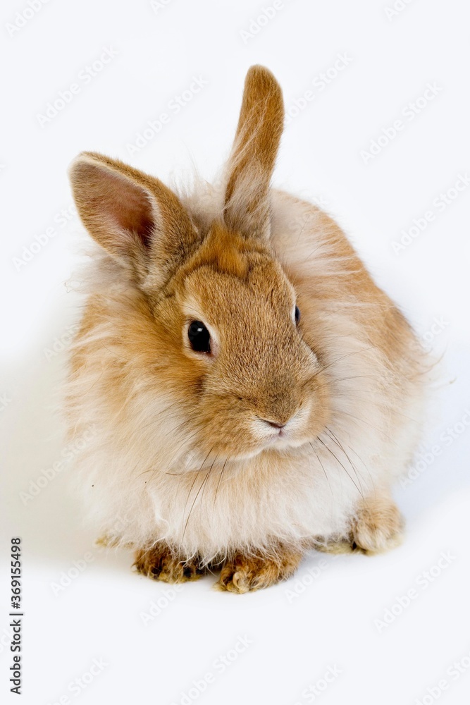 RED DWARF RABBIT AGAINST WHITE BACKGROUND RED DWARF RABBIT AGAINST WHITE BACKGROUND