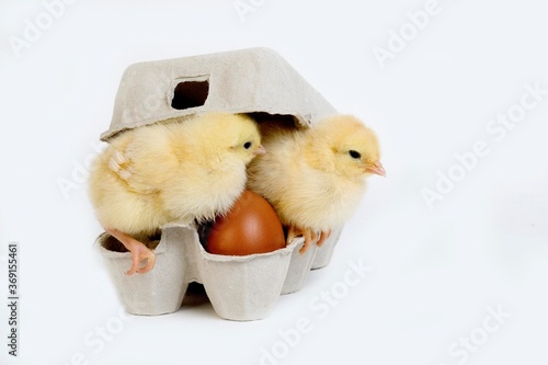 CHICKS IN EGGBOX AGAINST WHITE BACKGROUND photo