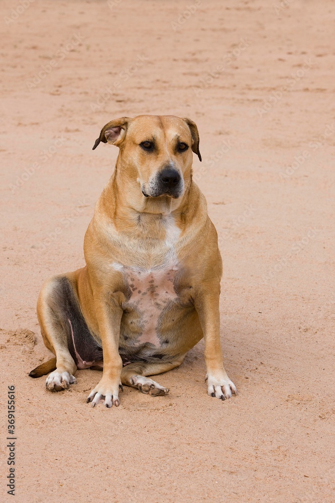 OBESE DOG, FEMALLE SITTING, NAMIBIA