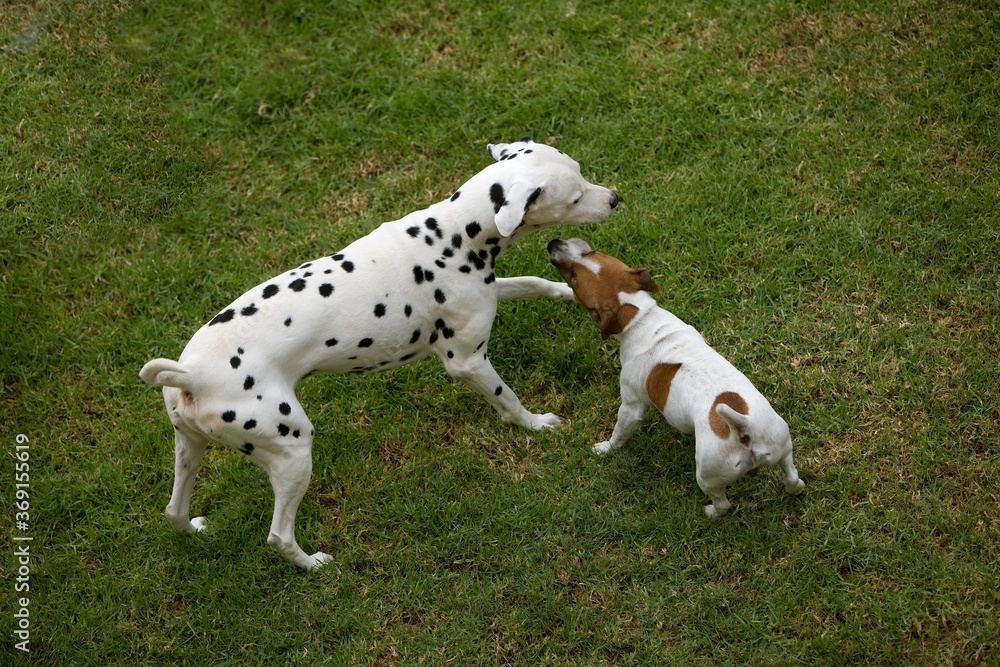 JACK RUSSELL TERRIER AND DALMATIAN PLAYING IN GARDEN JACK RUSSELL TERRIER AND DALMATIAN PLAYING IN GARDEN