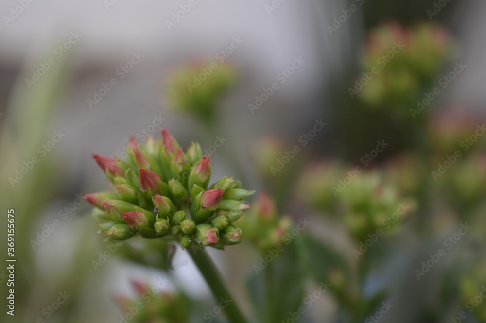 botão de flor botão de flor