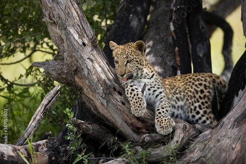 LEOPARD (4 MONTHS OLD CUB) panthera pardus, YOUNG LAYING DOWN IN TREE, NAMIBIA © slowmotiongli
