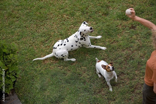 JACK RUSSELL TERRIER AND DALMATIAN, WOMAN PLAYING WITH DOGS IN GARDEN