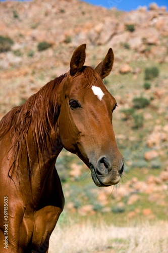 AMERICAN SADDLEBRED HORSE © slowmotiongli