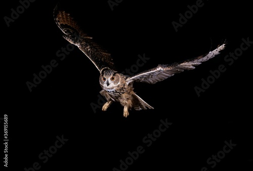EUROPEAN EAGLE OWL bubo bubo, ADULT IN FLIGHT, NORMANDY IN FRANCE