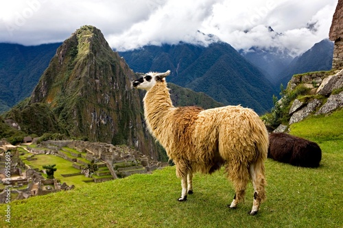 LLAMA lama glama AT MACHU PICCHU, THE LOST CITY OF INCAS, PERU © slowmotiongli