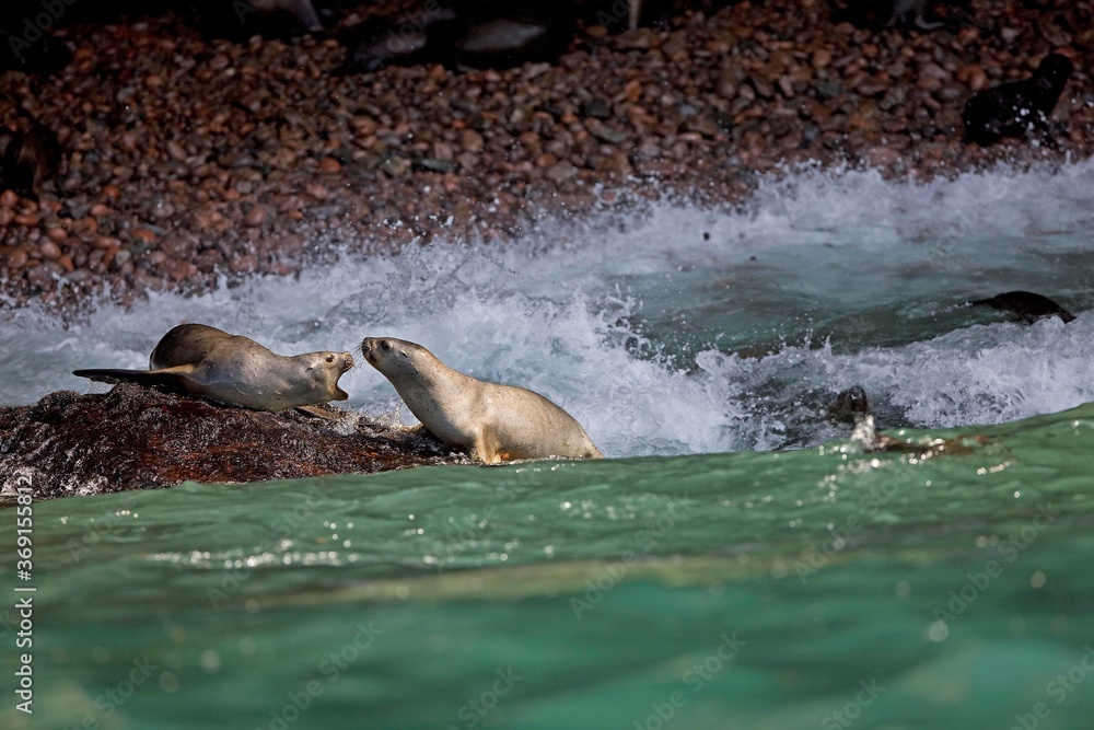 Fototapeta premium SOUTH AMERICAN SEA LION OR SOUTHERN SEA LION otaria byronia, PARACAS NATIONAL PARK IN PERU