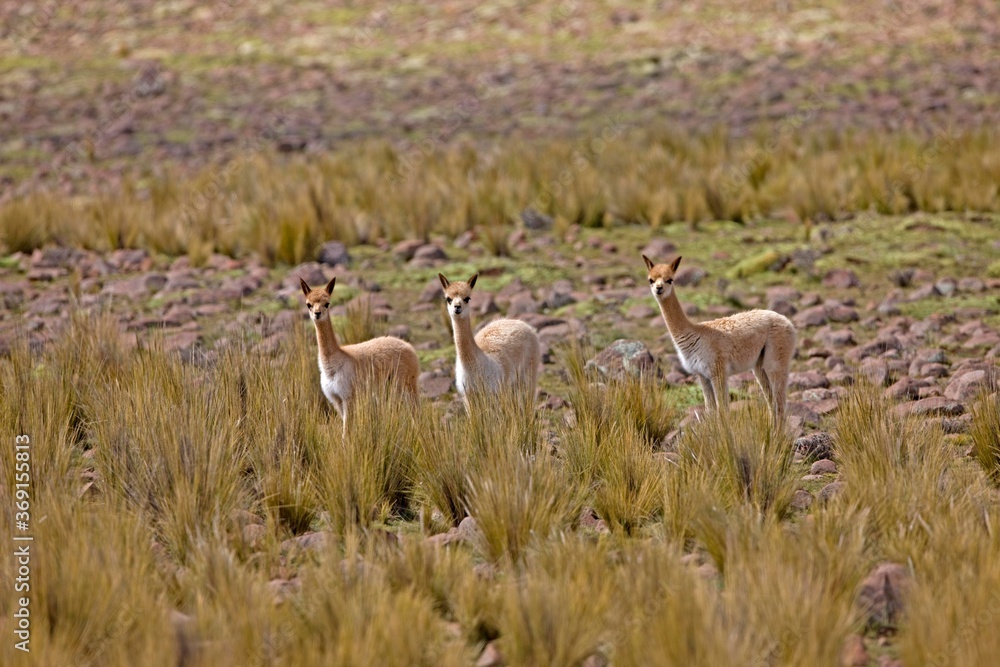 VICUNA vicugna vicugna, PAMPA GALERAS NATIONAL RESERVE, PERU VICUNA vicugna vicugna, PAMPA GALERAS NATIONAL RESERVE, PERU