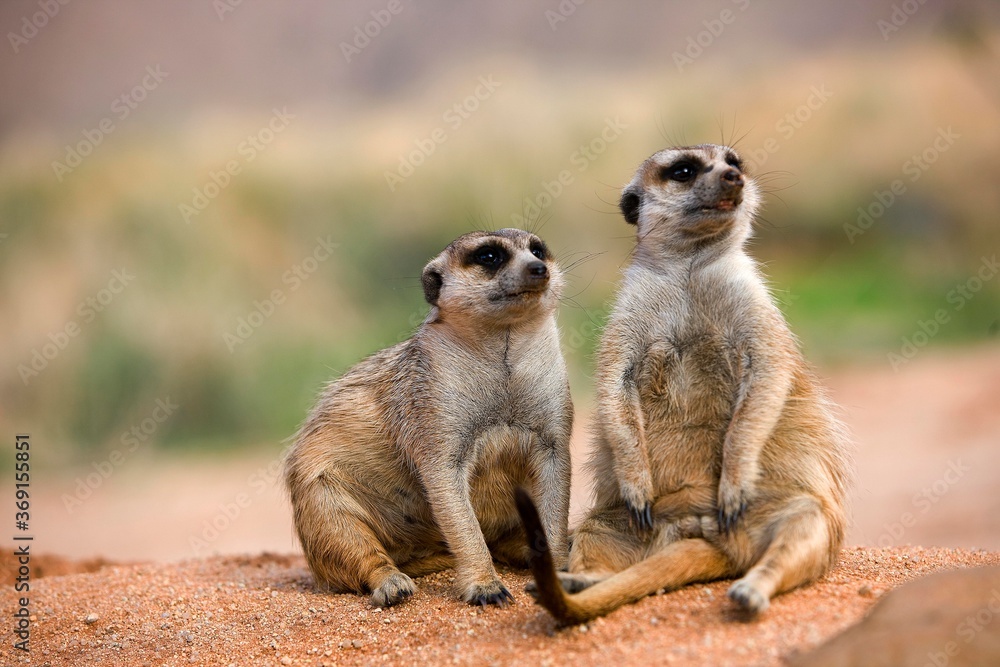 MEERKAT suricata suricatta, ADULT SITTING ON SAND, NAMIBIA MEERKAT suricata suricatta, ADULT SITTING ON SAND, NAMIBIA