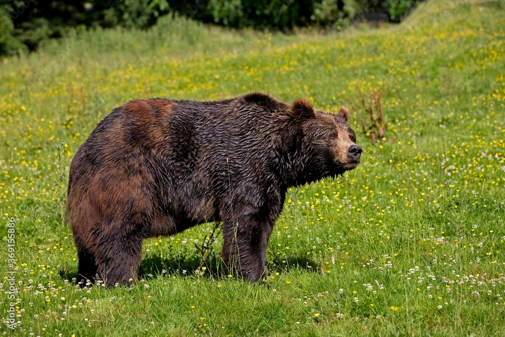 BROWN BEAR ursus arctos, ADULT STANDING ON GRASS BROWN BEAR ursus arctos, ADULT STANDING ON GRASS
