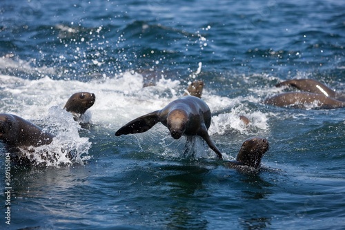 SOUTH AMERICAN SEA LION OR SOUTHERN SEA LION otaria byronia, FEMALES PLAYING IN WATER, PARACAS NATIONAL PARK IN PERU