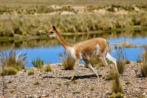 VICUNA vicugna vicugna, PAMPA GALERAS NATIONAL RESERVE, PERU © slowmotiongli