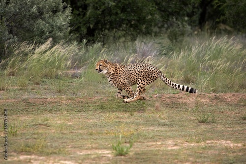 CHEETAH acinonyx jubatus, ADULT RUNNING, NAMIBIA