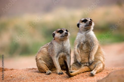 MEERKAT suricata suricatta, ADULT SITTING ON SAND, NAMIBIA