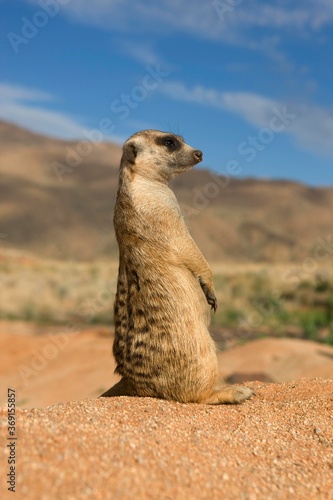 MEERKAT suricata suricatta, ADULT LOOKING AROUND, SITTING ON SAND, NAMIBIA