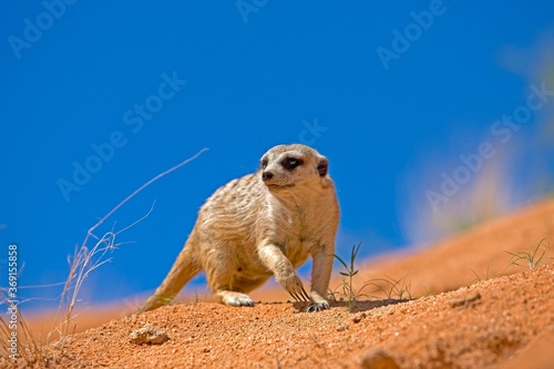 MEERKAT suricata suricatta, NAMIBIA