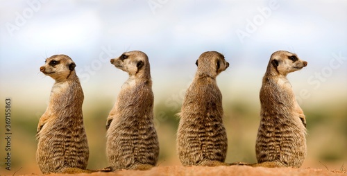 Valokuva MEERKAT suricata suricatta, ADULTS LOOKING AROUND, SITTING ON SAND, NAMIBIA