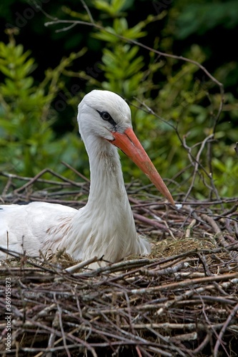 Fotografie WHITE STORK ciconia ciconia, ADULT BROODING, SITTING ON NEST, NORMANDY IN FRANCE