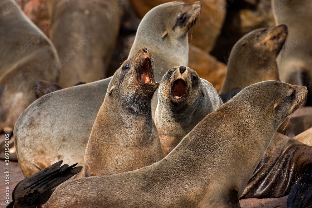 SOUTH AFRICAN FUR SEAL arctocephalus pusillus, MOTHERS CALLING TO BABY, CAPE CROSS IN NAMIBIA SOUTH AFRICAN FUR SEAL arctocephalus pusillus, MOTHERS CALLING TO BABY, CAPE CROSS IN NAMIBIA
