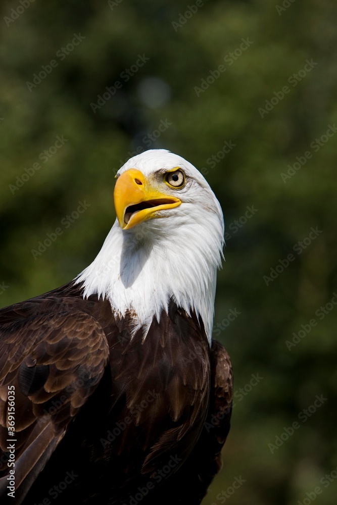 BALD EAGLE haliaeetus leucocephalus, PORTRAIT OF ADULT BALD EAGLE haliaeetus leucocephalus, PORTRAIT OF ADULT