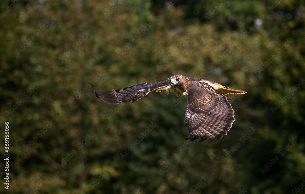 Fototapeta premium RED-TAILED HAWK buteo jamaicensis, ADULT IN FLIGHT