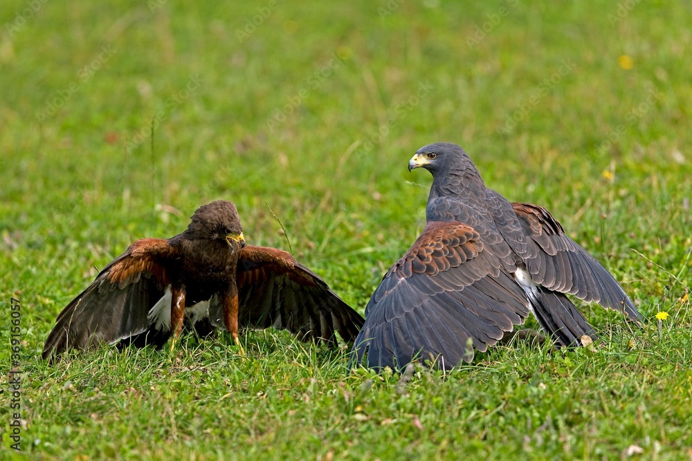 Fototapeta premium HARRIS HAWK parabuteo unicinctus, ADULTS FIGHTING FOR PREY