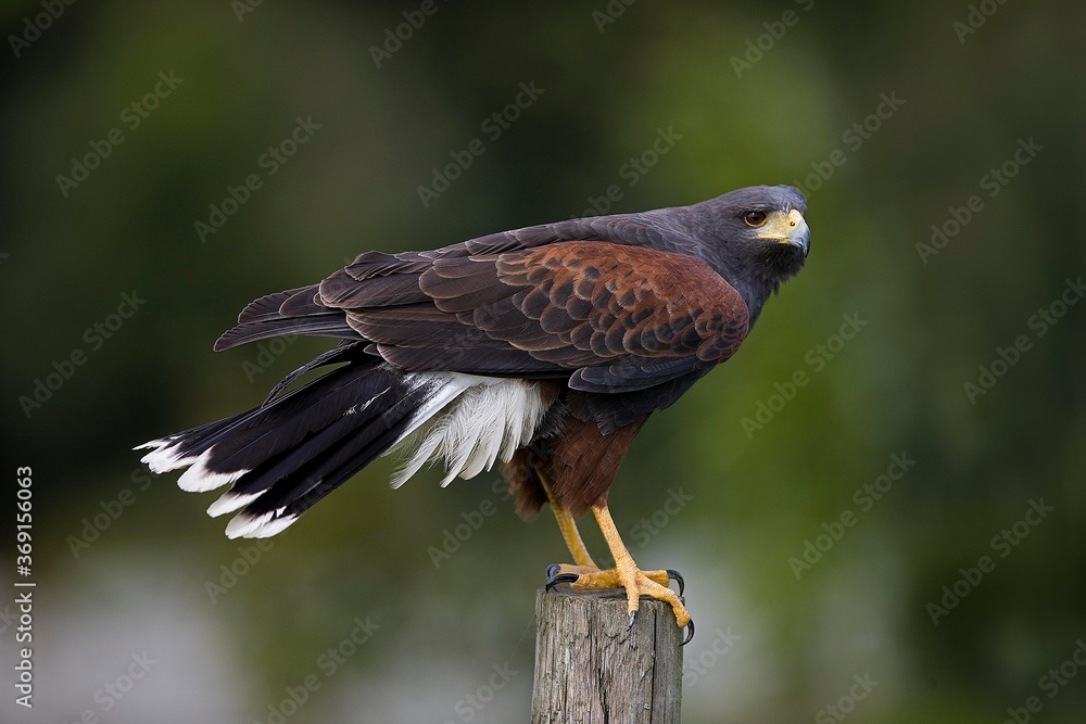 HARRIS HAWK parabuteo unicinctus, ADULT STANDING ON POST HARRIS HAWK parabuteo unicinctus, ADULT STANDING ON POST