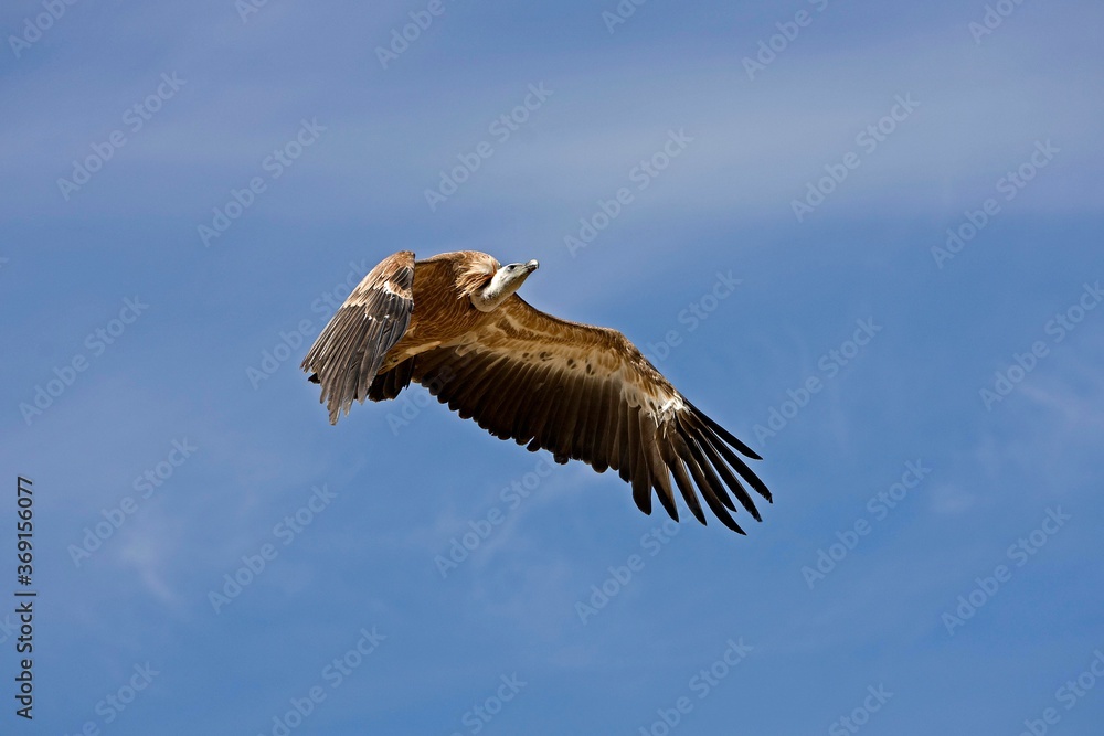 Fototapeta premium GRIFFON VULURE gyps fulvus FLYING