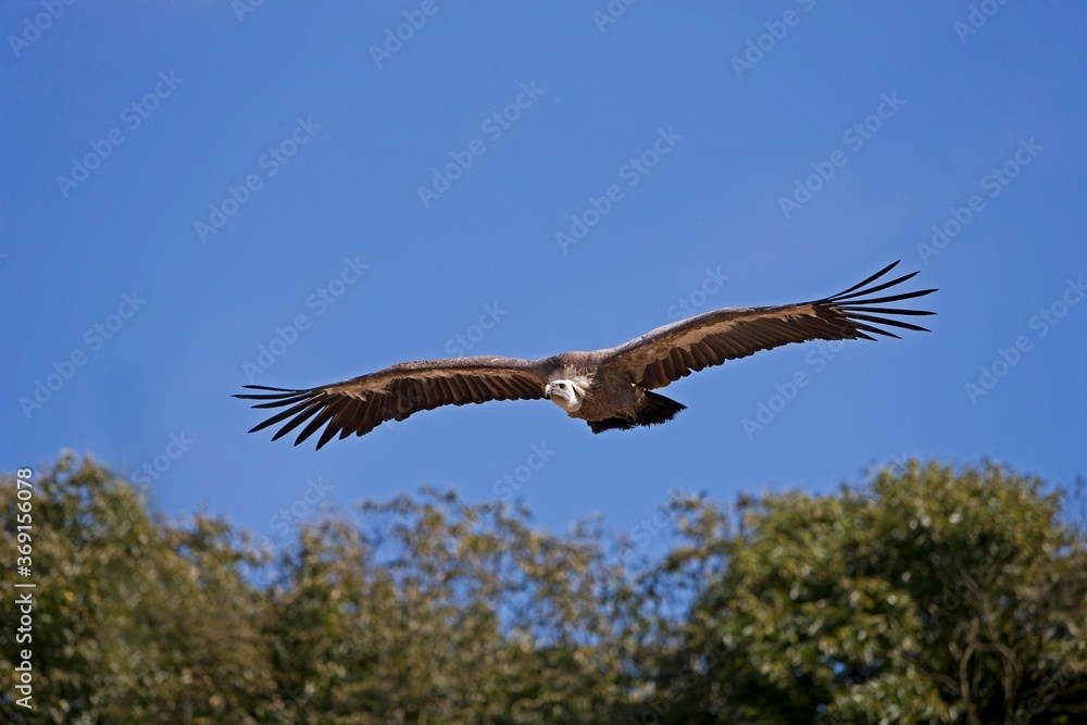 Obraz premium GRIFFON VULURE gyps fulvus FLYING