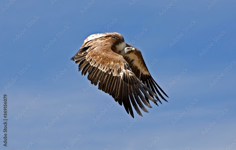 Fototapeta premium GRIFFON VULURE gyps fulvus FLYING