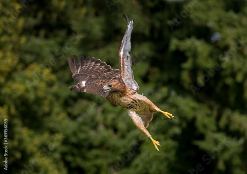 RED-TAILED HAWK buteo jamaicensis, ADULT IN FLIGHT