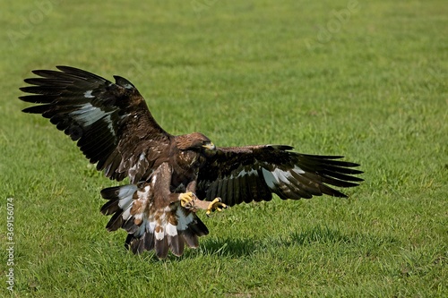 GOLDEN EAGLE aquila chrysaetos, ADULT WITH CLAWS OPENED TO CATCH A PREY