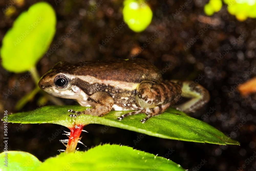 POISON DART FROG colostethus infraguttatus, ADULT STANDING ON LEAF, ECUADOR POISON DART FROG colostethus infraguttatus, ADULT STANDING ON LEAF, ECUADOR