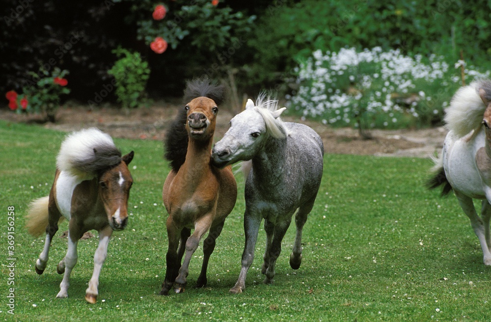 AMERICAN MINIATURE HORSE, HERD IN GARDEN AMERICAN MINIATURE HORSE, HERD IN GARDEN