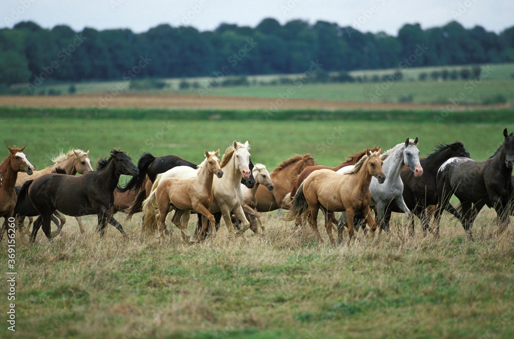 AMERICAN SADDLEBRED HORSE, HERD TROTTING THROUGH MEADOW AMERICAN SADDLEBRED HORSE, HERD TROTTING THROUGH MEADOW