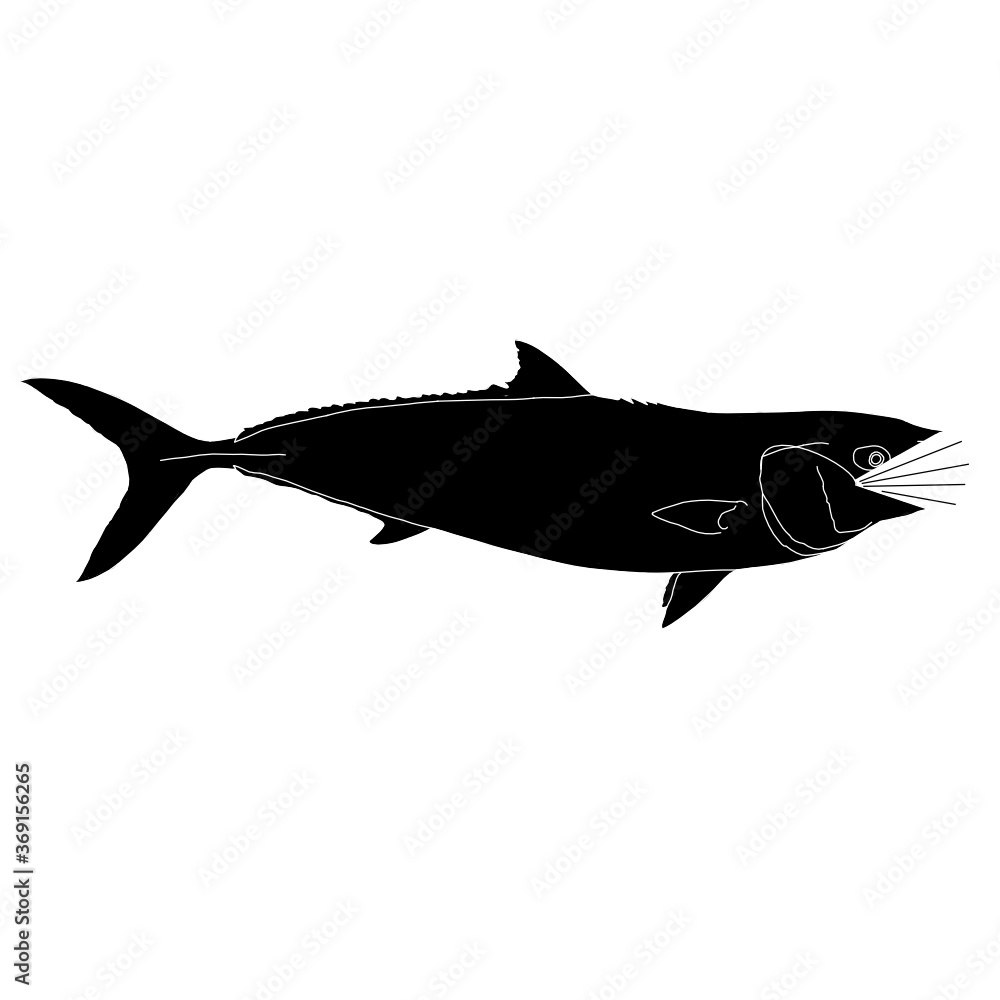 Obraz premium California yellowtail fish silhouette wearing a mask