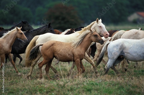 AMERICAN SADDLEBRED HORSE, HERD TROTTING THROUGH MEADOW