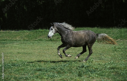 LIPIZZAN HORSE  ADULT GALLOPING THROUGH MEADOW